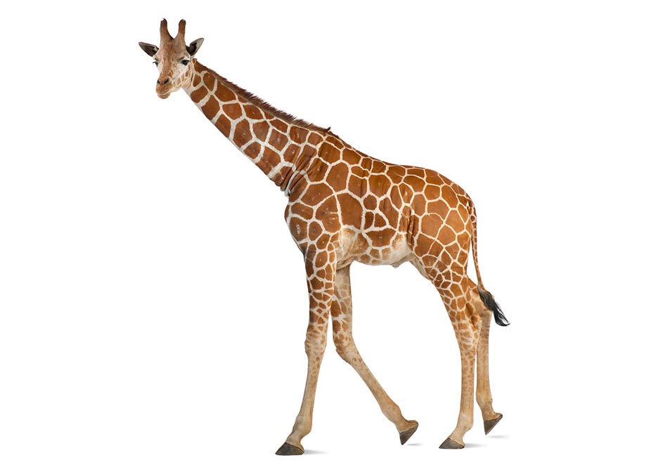 Explore-Botswana-giraffe-top01