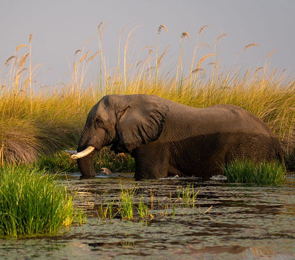 Prijs self-drive safari vakantie door Botswana