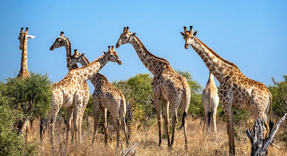 Explore-Botswana-Self-Drive-Safari-Reizen-in-Botswana-Vaccinaties
